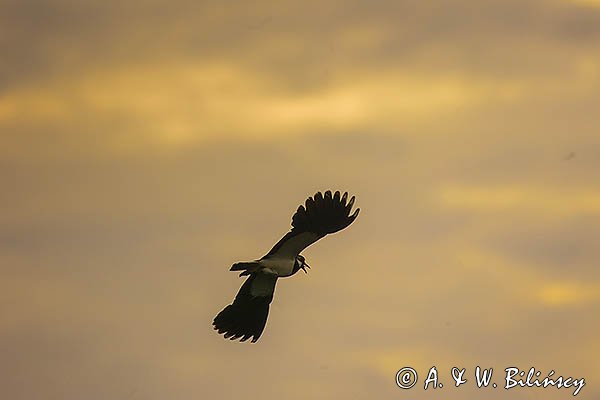 Czajka, Vanellus vanellus