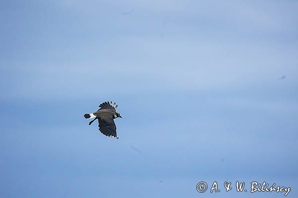Czajka, Vanellus vanellus