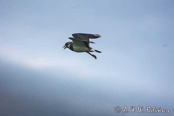 Czajka, Vanellus vanellus
