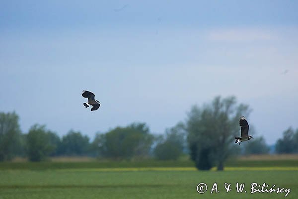 Czajka, Vanellus vanellus