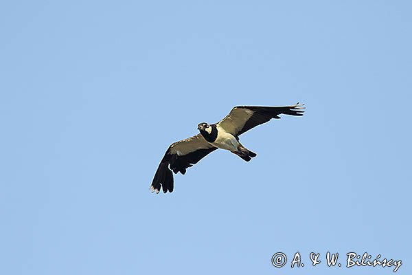 Czajka, Vanellus vanellus