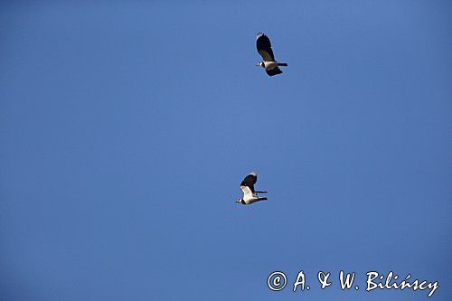 czajka, Vanellus vanellus