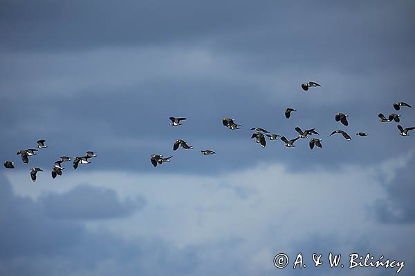 Czajka, Vanellus vanellus