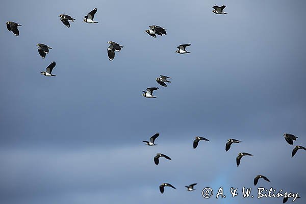 Czajka, Vanellus vanellus