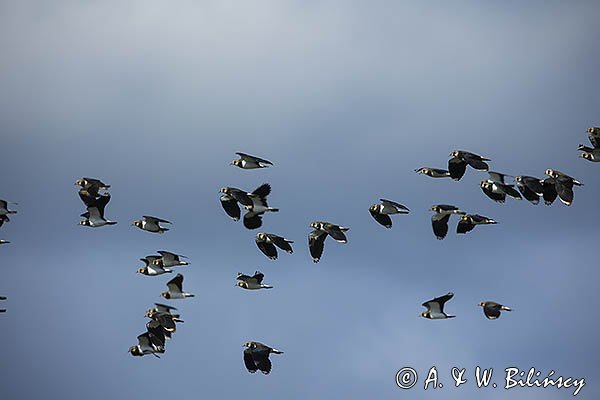 Czajka, Vanellus vanellus
