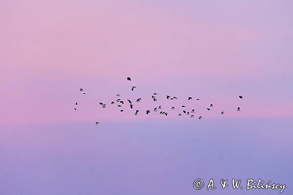 Czajka, Vanellus vanellus