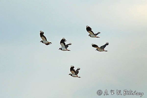 Czajka, Vanellus vanellus