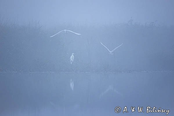 Czapla biała, Casmerodius albus, Ardea alba, Egretta alba