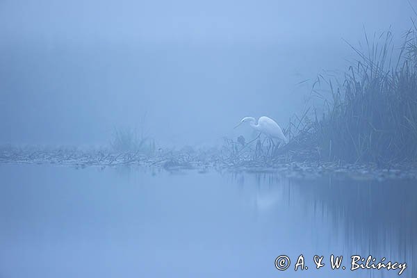 Czapla biała, Casmerodius albus, Ardea alba, Egretta alba