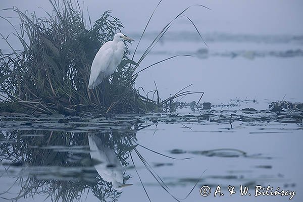 Czapla biała, Casmerodius albus, Ardea alba, Egretta alba