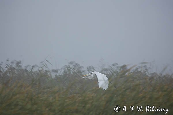 Czapla biała, Casmerodius albus, Ardea alba, Egretta alba