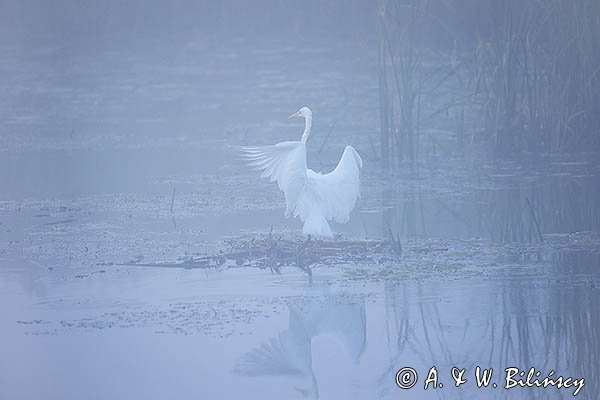 Czapla biała, Casmerodius albus, Ardea alba, Egretta alba