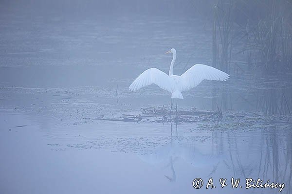 Czapla biała, Casmerodius albus, Ardea alba, Egretta alba