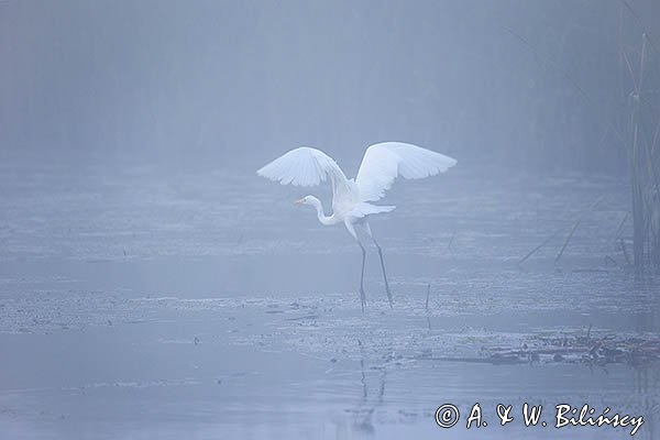 Czapla biała, Casmerodius albus, Ardea alba, Egretta alba