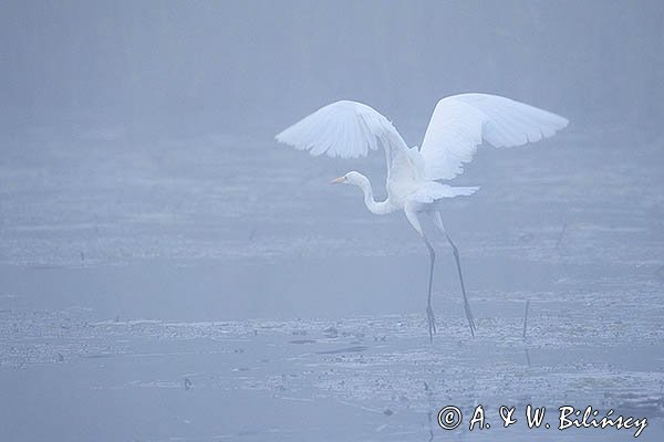 Czapla biała, Casmerodius albus, Ardea alba, Egretta alba