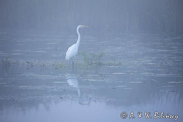 Czapla biała, Casmerodius albus, Ardea alba, Egretta alba