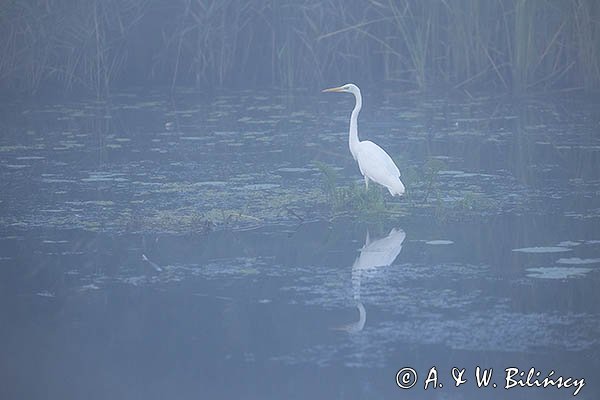 Czapla biała, Casmerodius albus, Ardea alba, Egretta alba