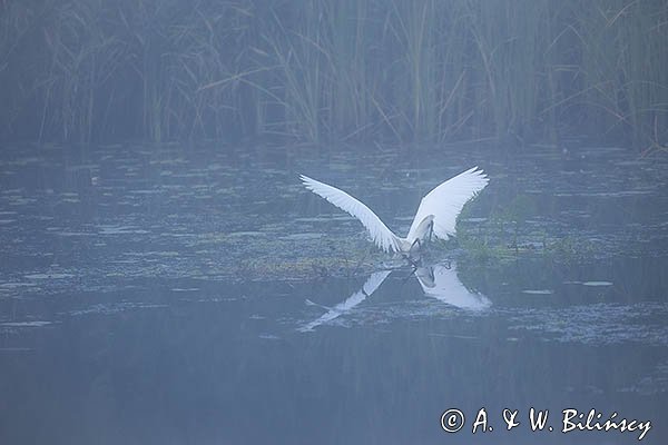 Czapla biała, Casmerodius albus, Ardea alba, Egretta alba