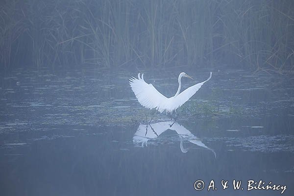 Czapla biała, Casmerodius albus, Ardea alba, Egretta alba