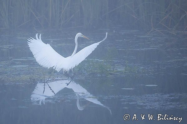 Czapla biała, Casmerodius albus, Ardea alba, Egretta alba