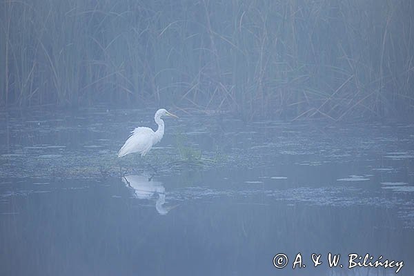 Czapla biała, Casmerodius albus, Ardea alba, Egretta alba