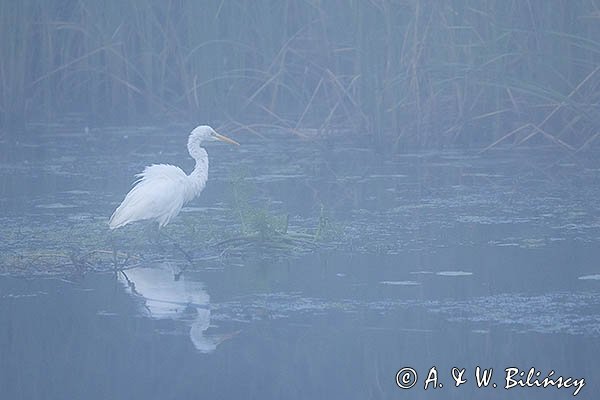 Czapla biała, Casmerodius albus, Ardea alba, Egretta alba