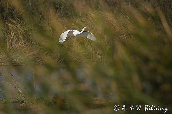 Czapla biała, Casmerodius albus, Ardea alba, Egretta alba