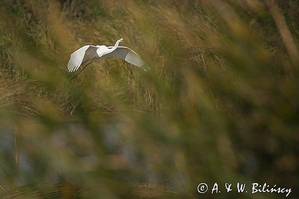 Czapla biała, Casmerodius albus, Ardea alba, Egretta alba