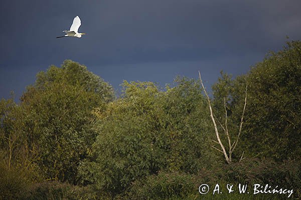 Czapla biała, Casmerodius albus, Ardea alba, Egretta alba