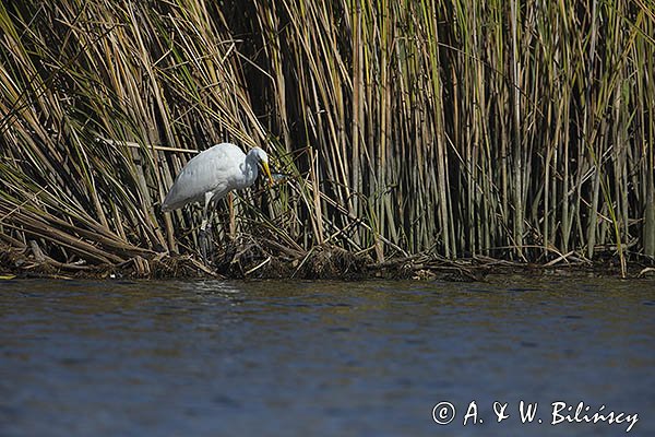 Czapla biała, Casmerodius albus, Ardea alba, Egretta alba