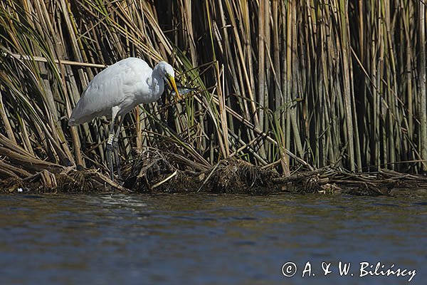 Czapla biała, Casmerodius albus, Ardea alba, Egretta alba