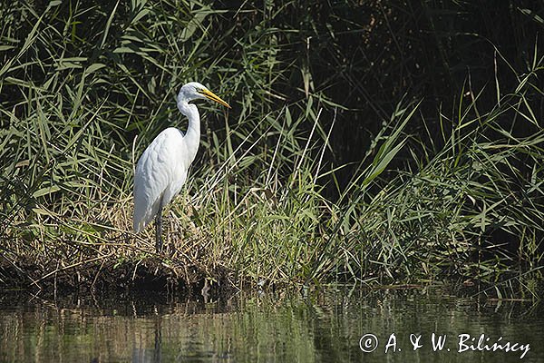 Czapla biała, Casmerodius albus, Ardea alba, Egretta alba