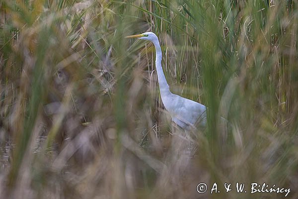 Czapla biała, Casmerodius albus, Ardea alba, Egretta alba