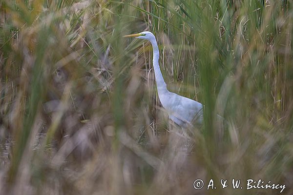 Czapla biała, Casmerodius albus, Ardea alba, Egretta alba