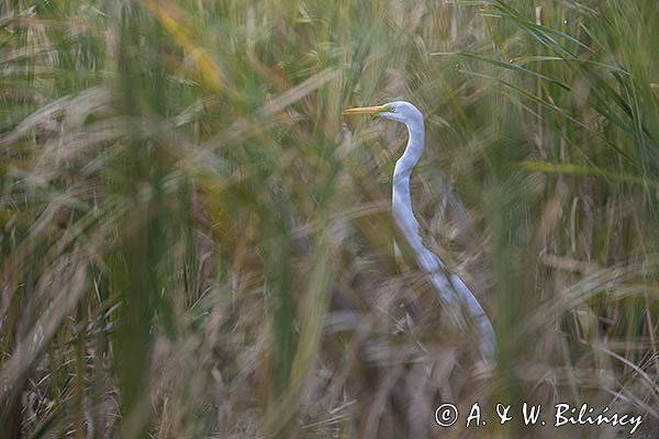 Czapla biała, Casmerodius albus, Ardea alba, Egretta alba