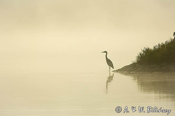 Czapla siwa, Ardea cinerea