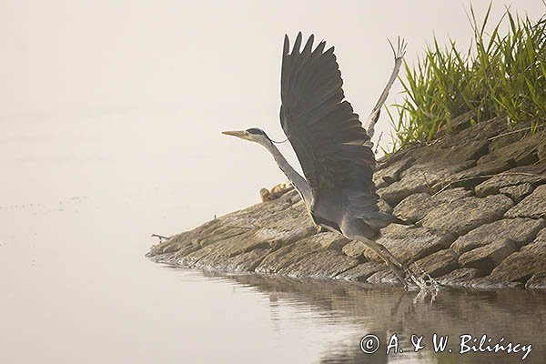 Czapla siwa, Ardea cinerea