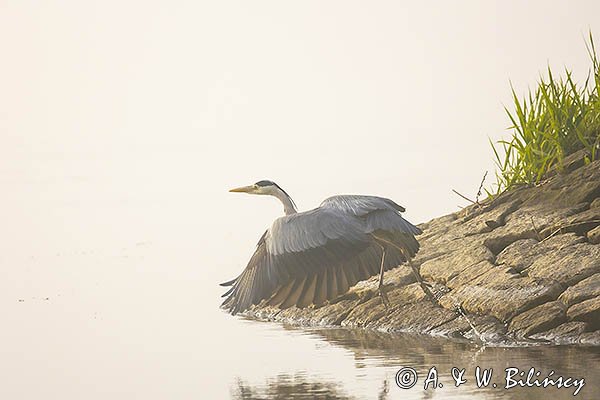 Czapla siwa, Ardea cinerea