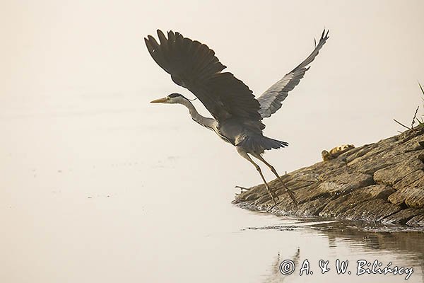 Czapla siwa, Ardea cinerea