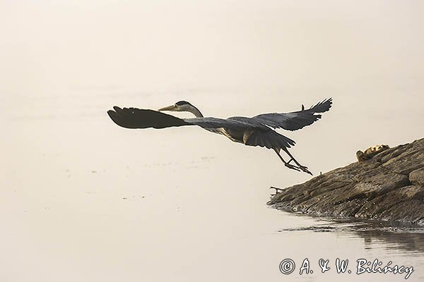 Czapla siwa, Ardea cinerea