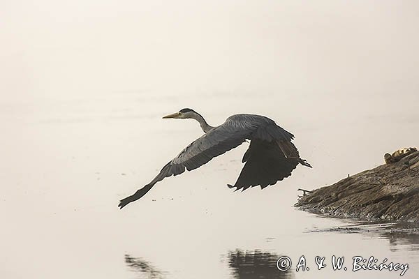 Czapla siwa, Ardea cinerea