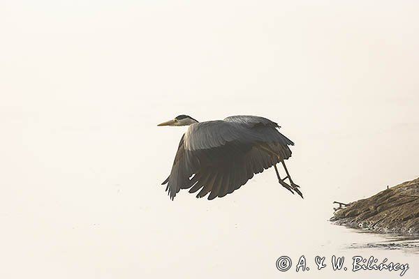 Czapla siwa, Ardea cinerea