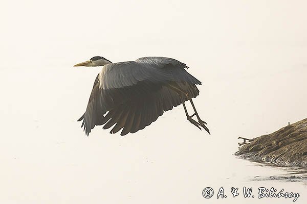 Czapla siwa, Ardea cinerea