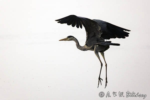 Czapla siwa, Ardea cinerea