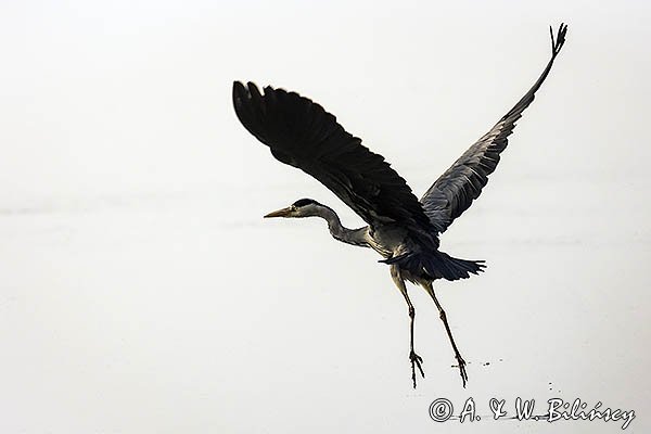 Czapla siwa, Ardea cinerea