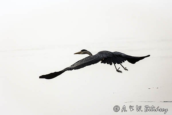 Czapla siwa, Ardea cinerea