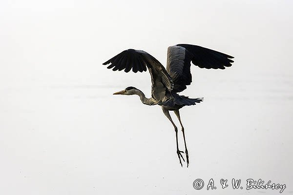 Czapla siwa, Ardea cinerea