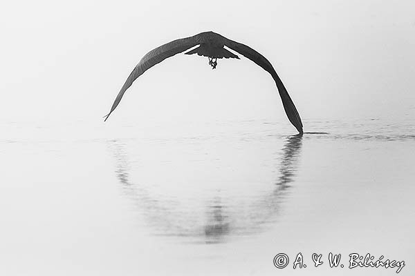 Czapla siwa, Ardea cinerea