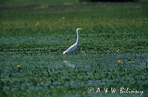 czapla biała Egretta alba)
