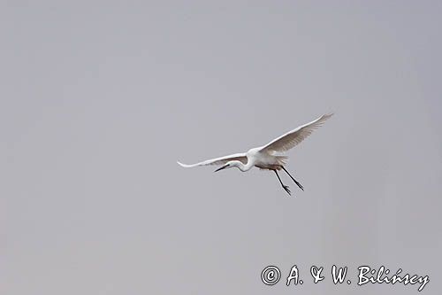 czapla biała, Casmerodius albus, Ardea alba, Egretta alba, Bagna Biebrzańskie